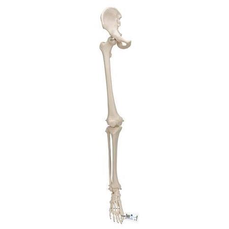 3B SCIENTIFIC Leg skeleton with hip bone - w/ 3B Smart Anatomy 1019366